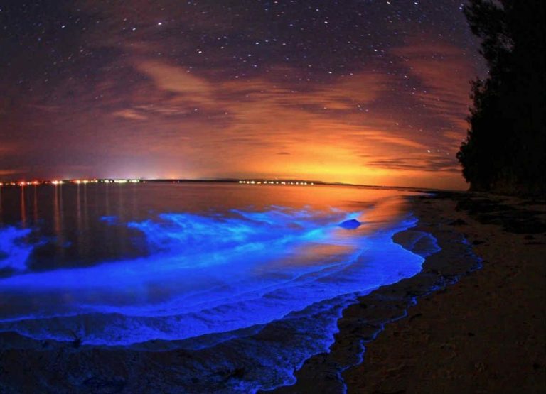 bioluminiscencia acapulco méxico