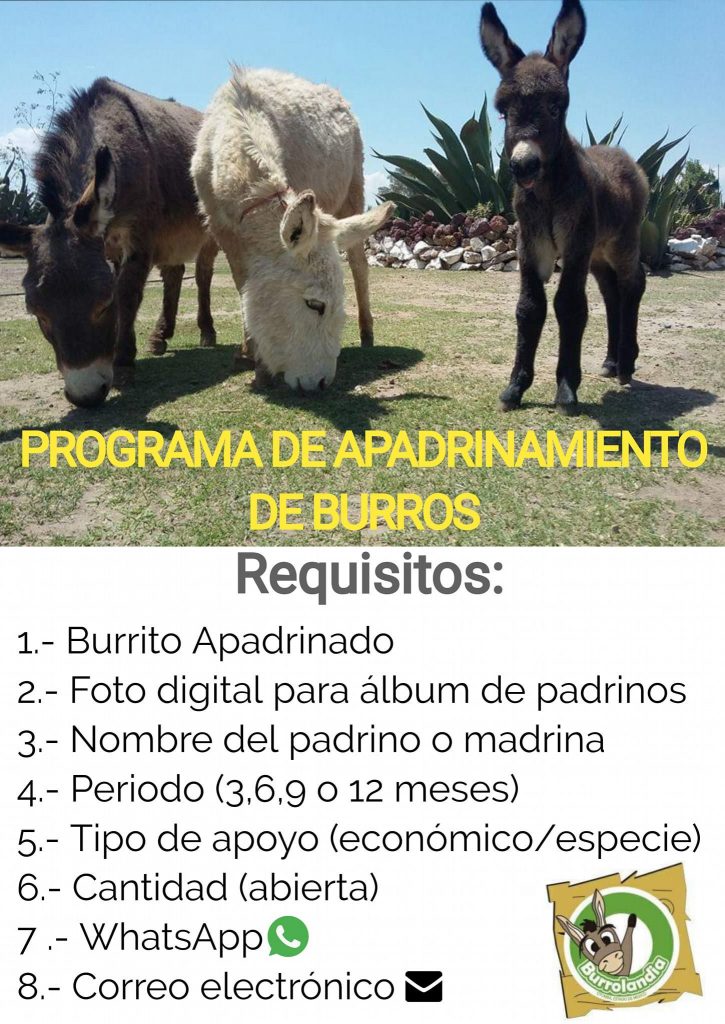 requisitos apadrina burro