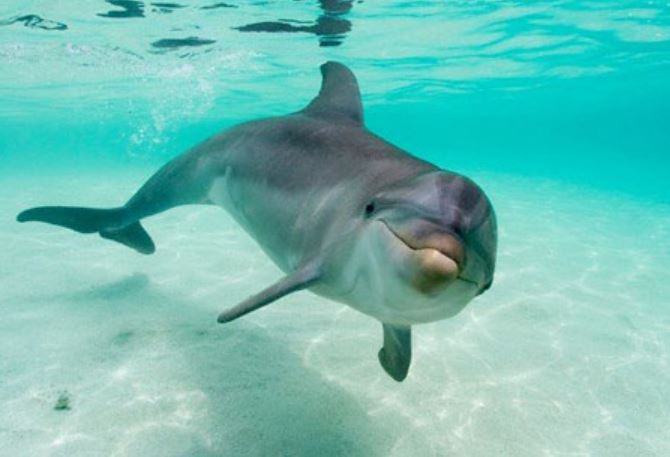 Captan estampida marina de más de 300 delfines en California
