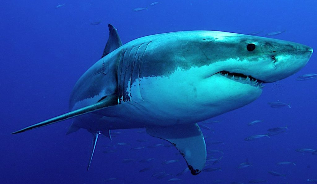 tiburón blanco Baja California México en peligro barcos chinos