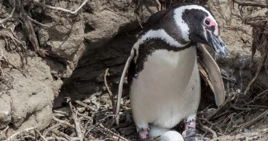 Pingüino-murió-ingerir-cubrebocas-N95-Brasil-3