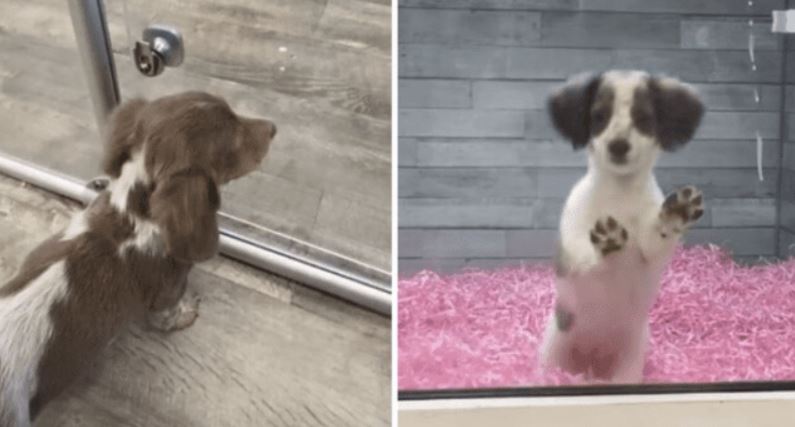 Video de un perrito que se despide de su amigo se hace viral en TikToK