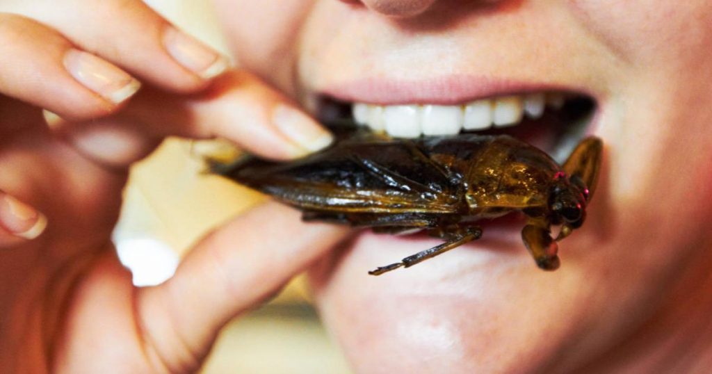 Insectos-ricos-gastronomía-mexicana-cucarachas