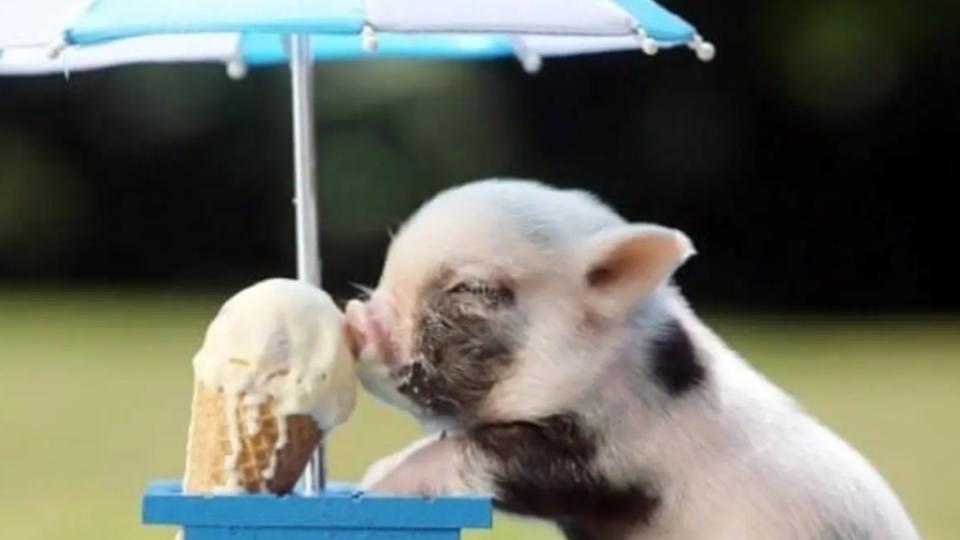 Mini-Pigs-Curiosidades-adorables-mascotas-2