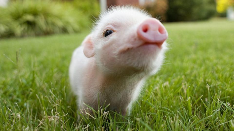 Mini-Pigs-Curiosidades-adorables-mascotas-6