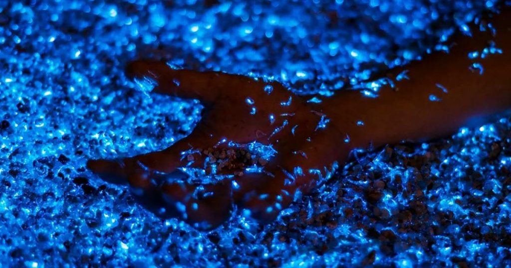 Inicio-temporada-de-bioluminiscencia-Holbox-Quintana-Roo