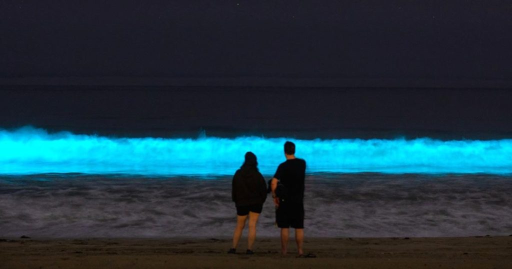 Inicio-temporada-de-bioluminiscencia-Holbox-Quintana-Roo-4